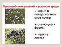 Приспособления растений к условиям среды