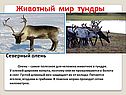 Животный мир тундры