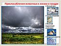 Приспособления животных к жизни в тундре