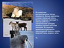 Из животных распространены песцы, лемминги, белые куропатки, а также