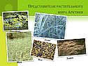 Представители растительного мира Арктики