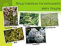 Представители растительного мира тундры