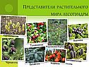 Представители растительного мира лесотундры