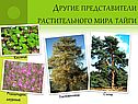 Другие представители растительного мира тайги