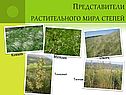 Представители растительного мира степей