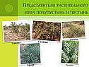Представители растительного мира полупустынь и пустынь