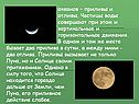 Приливы и отливы