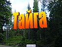 Тайга