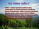 Что такое Тайга 