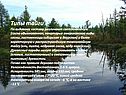 Типы тайги По видовому составу различают светлохвойную (сосна