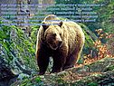 Для одних животных снег создает трудности в передвижении и добывании