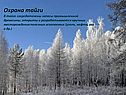 Охрана тайги В тайге сосредоточены запасы промышленной древесины,