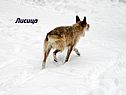 Лисица
