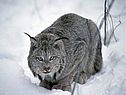 Природная зона тайга