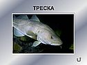 Треска