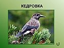 Кедровка