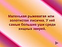 Маленькая рыжеватая или золотистая лисичка