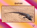 Варан