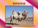Верблюд