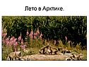 Лето в Арктике