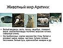 Животный мир Арктики:
