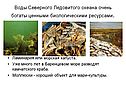 Воды Северного Ледовитого океана очень богаты ценными биологическими