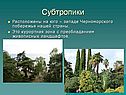 Субтропики