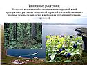 Типичные растения: Из-за того, что почва тайги является неплодородной,
