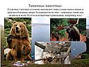 Типичные животные: В суровых таёжных условиях выживают лишь самые