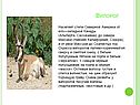 Вилорог