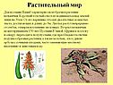 Растительный мир