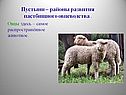 Пустыни – районы развития пастбищного овцеводства