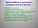 Приспособления растений к условиям жизни в пустыне