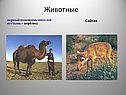 Сайгак