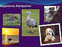 Эндемики Австралии