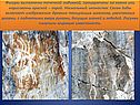 Фигуры выполнены точечной набивкой, процарапаны на камне или