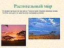 Растительный мир