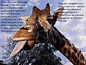 Самые высокие в жирафы (до 6 м. ). Они питаются листьями и побегами