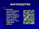 Бахчеводство
