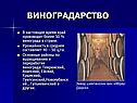 Виноградарство