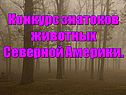 Конкурс знатоков животных Северной Америки