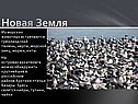 Гренландский тюлень