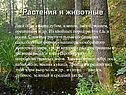 Растения и животные