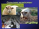Сельское хозяйство