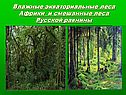 Экваториальные леса Африки