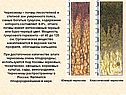 Черноземы