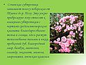 Сочинские субтропики