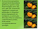 Грабинник