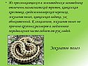 Эскулапов полоз