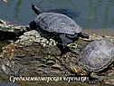 Средиземноморская черепаха